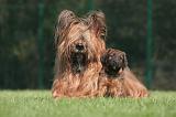 BRIARD 167